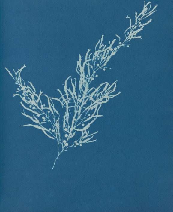 Sargassum seaweed on a beach in Tulum, Mexico, showing current Riviera Maya beach conditions during sargassum season.