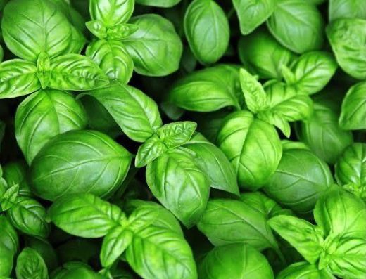 Albahaca Breakfast Bacalar